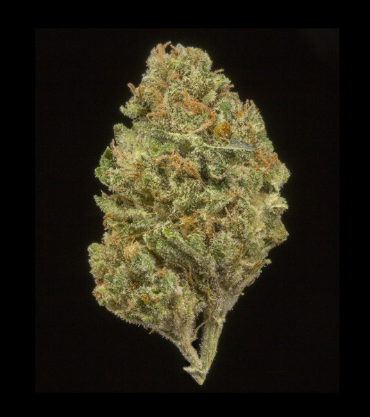 walker strain walker kush marijuana strain reviews allbud walker strain walker kush marijuana strain reviews allbud