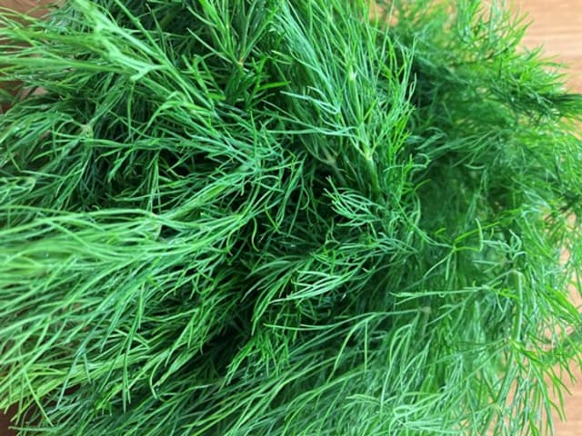 Dill Bunch