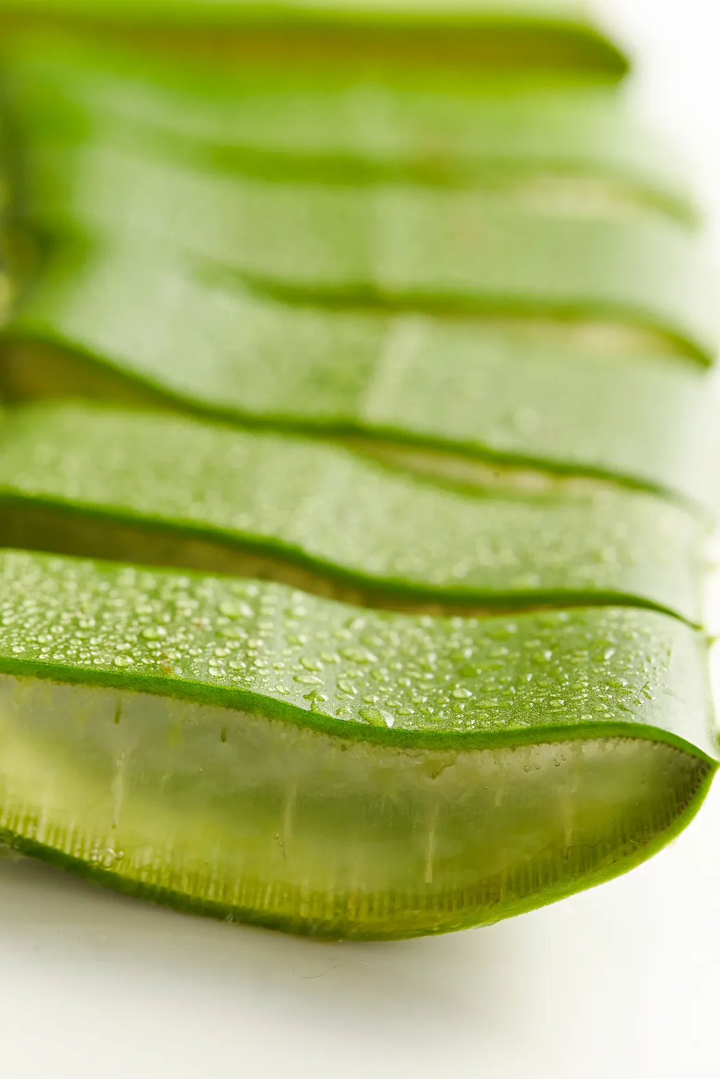 Close up of aloe vera cross section