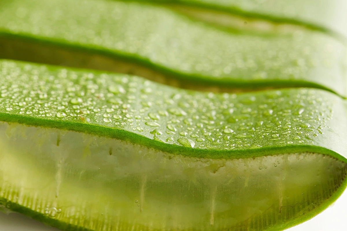 Close up of aloe vera cross section