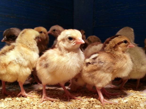Healthy improved kienyeji chicks