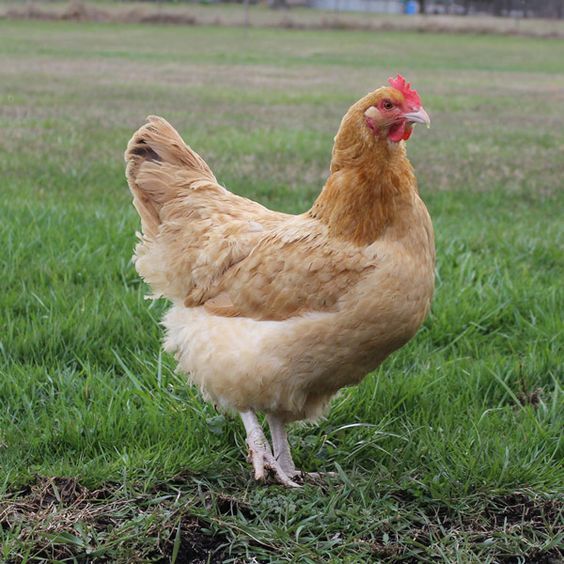 Kenbro poultry breed