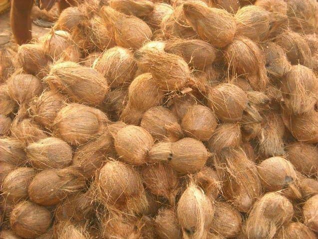 Semi Husked Coconut vs Fully Husked Coconut: Key Differences