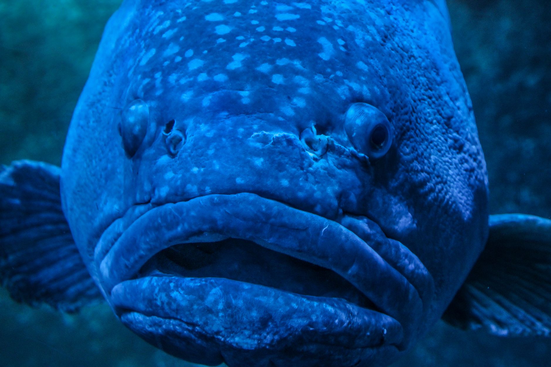 Tips for Fishing for Grouper
