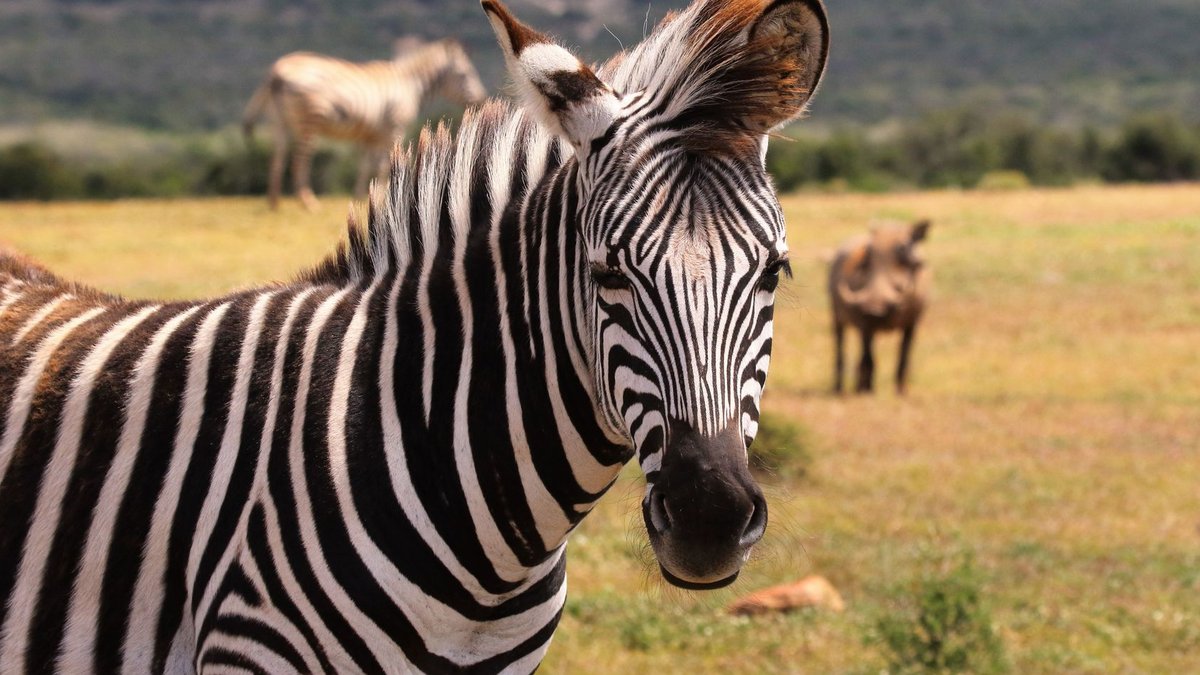 South Africa Legal Profession Faces Sustainability Crisis - legal profession sustainability
