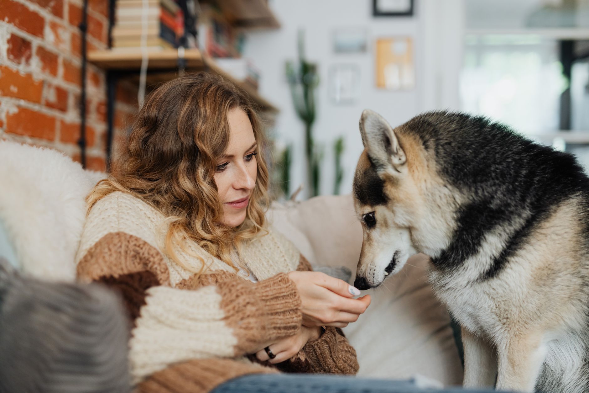 The Ultimate CBD Guide for Pet Owners