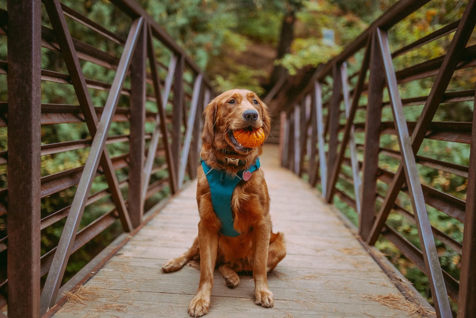 The Revolution of No-Pull Dog Harnesses