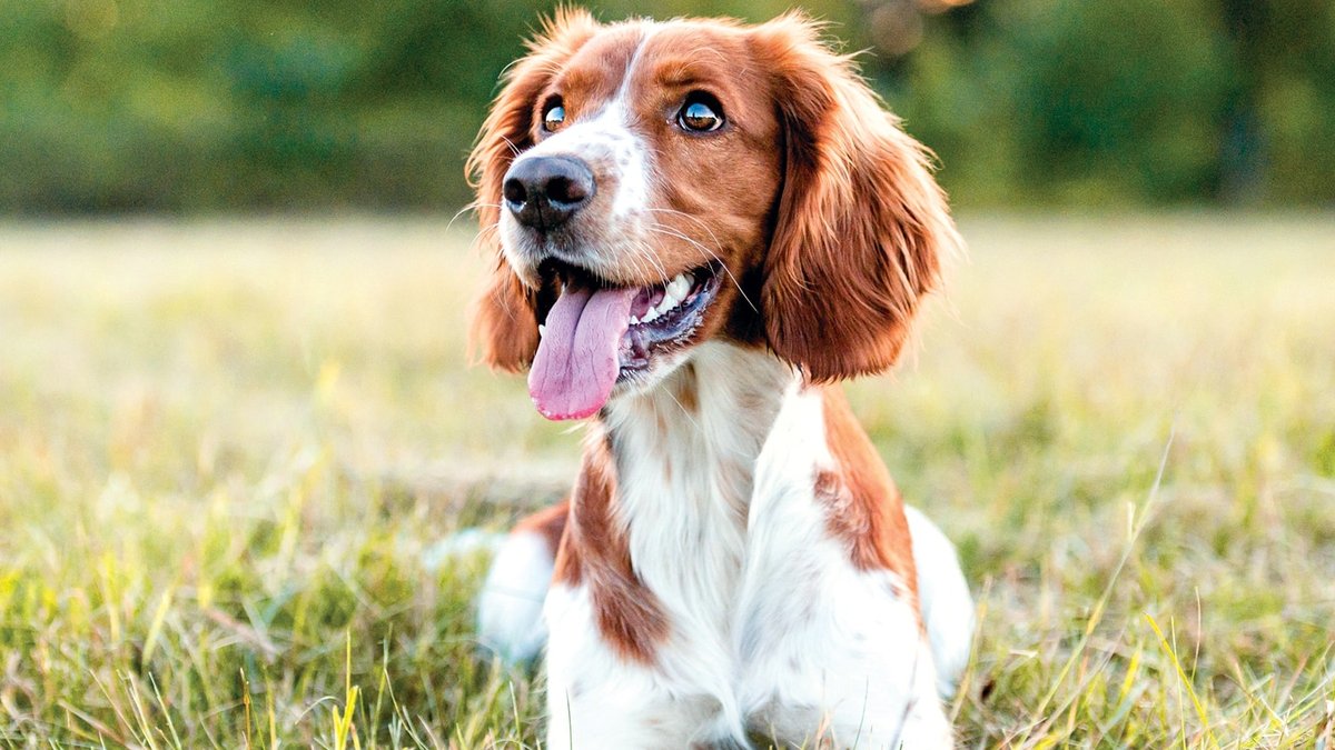 Dogs See the World Differently Than Humans - dogs see the world