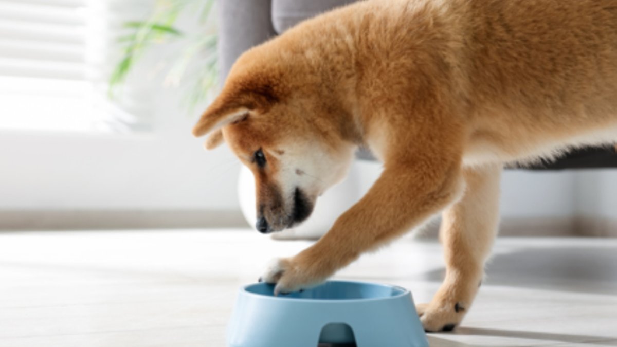 Buddy Bites raises $4.2M for Taiwan expansion - buddy bites raises $4.2m