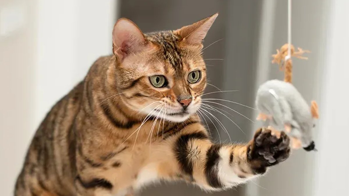 Researchers Reveal House Cats' Hidden Wild Side Researchers Reveal House Cats' Hidden Wild Side - house cats wild