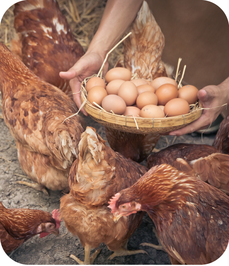 Black Gold: Inside the Thriving Global Network of Century Egg Wholesalers
