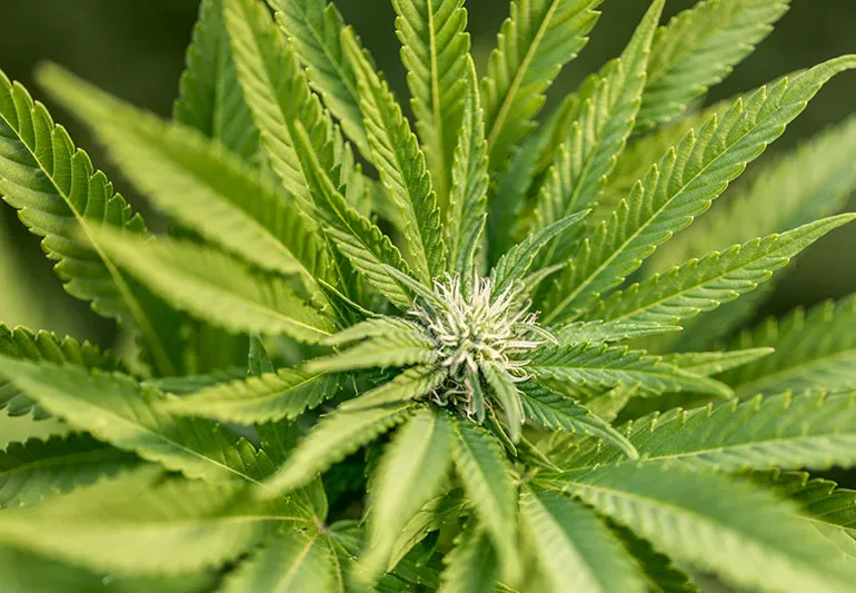 Is Delta-8 Legal in My State? What You Need to Know