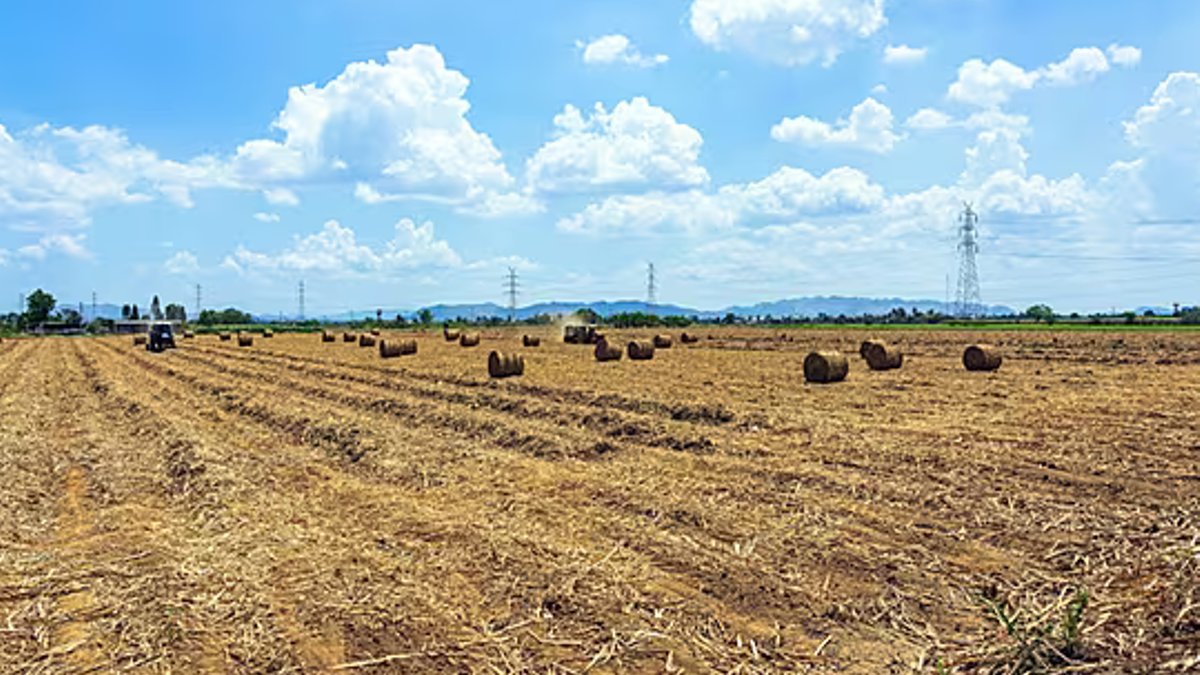 Czech Farmers Slash Herds Amid Drought - czech drought
