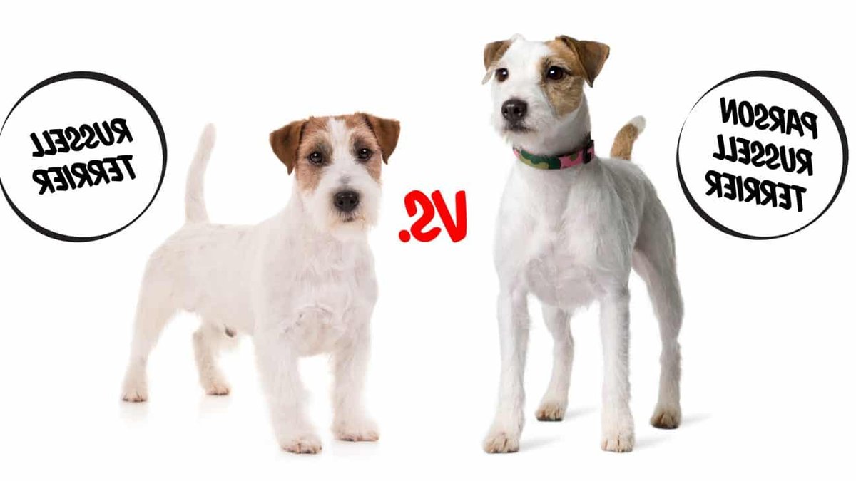 How Parson Jack and Russell terriers differ How Parson Jack and Russell terriers differ - parson jack russell terrier