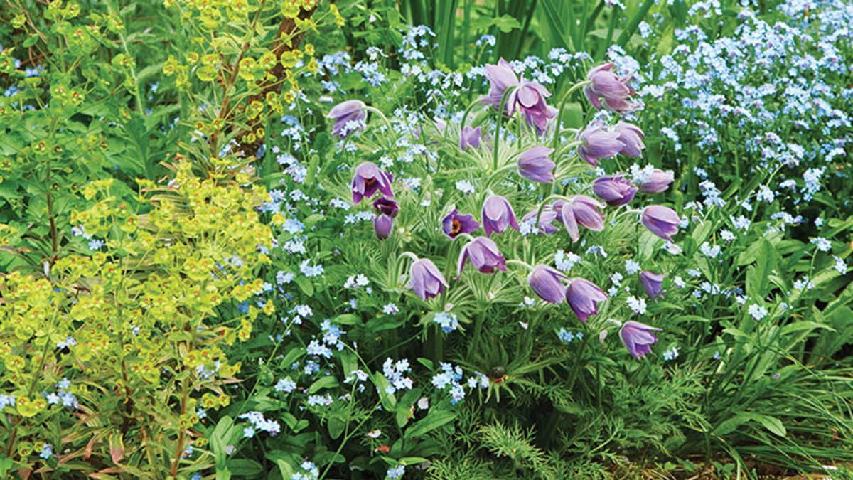 Reseeding Plants Brings Repetition to Gardens - reseeding plants
