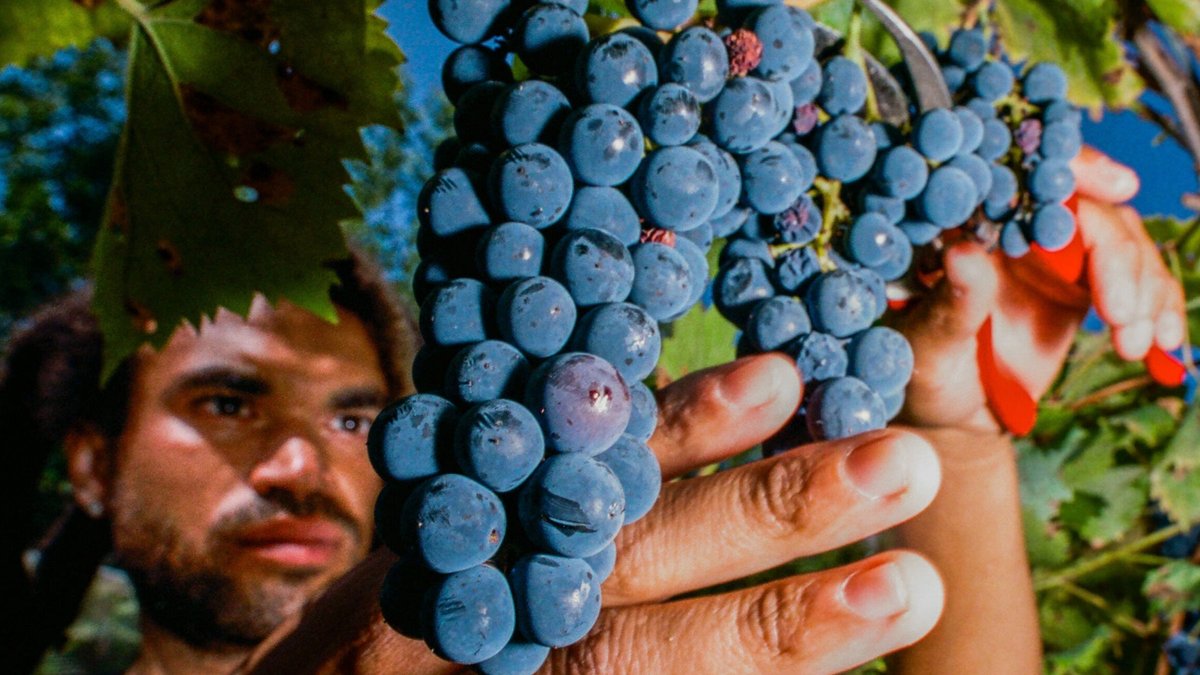 Hybrid Grapes Poised to Lead US Wine Industry - hybrid grapes