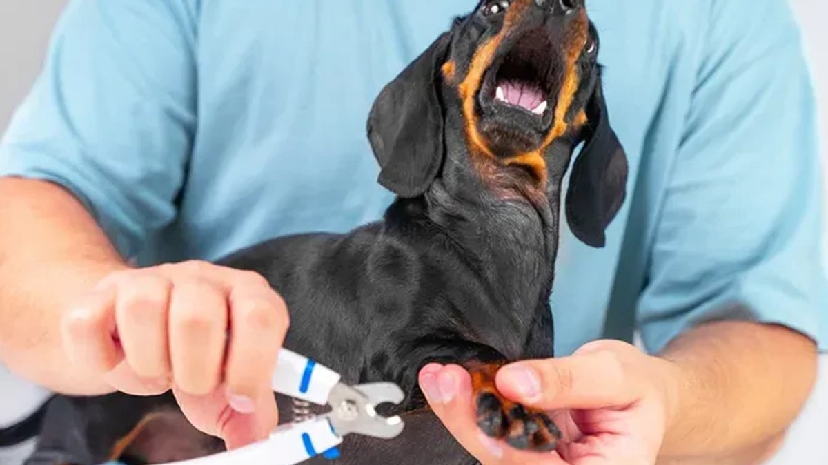 Snip Leads to Bloody Scene Snip Leads to Bloody Scene - dog nail bleeding