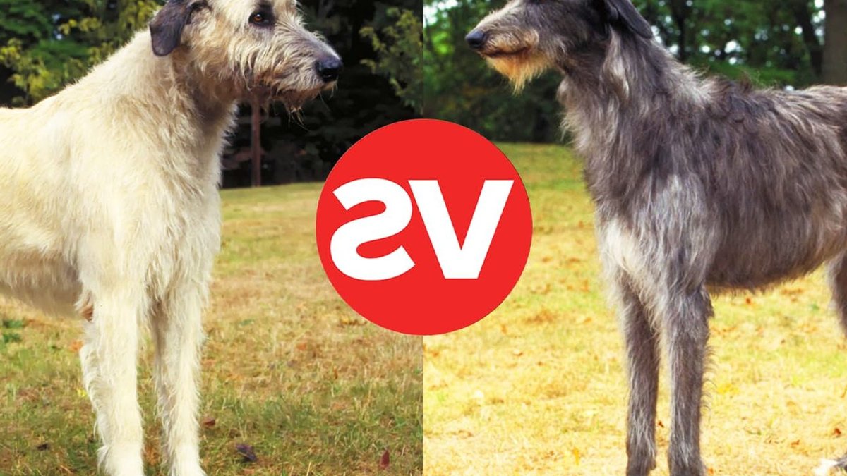 Differences Between Scottish Deerhound and Irish Wolfhound - deerhound vs wolfhound