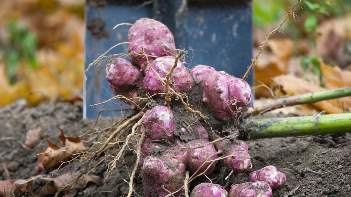 Grow hearty Jerusalem artichokes for winter harvests