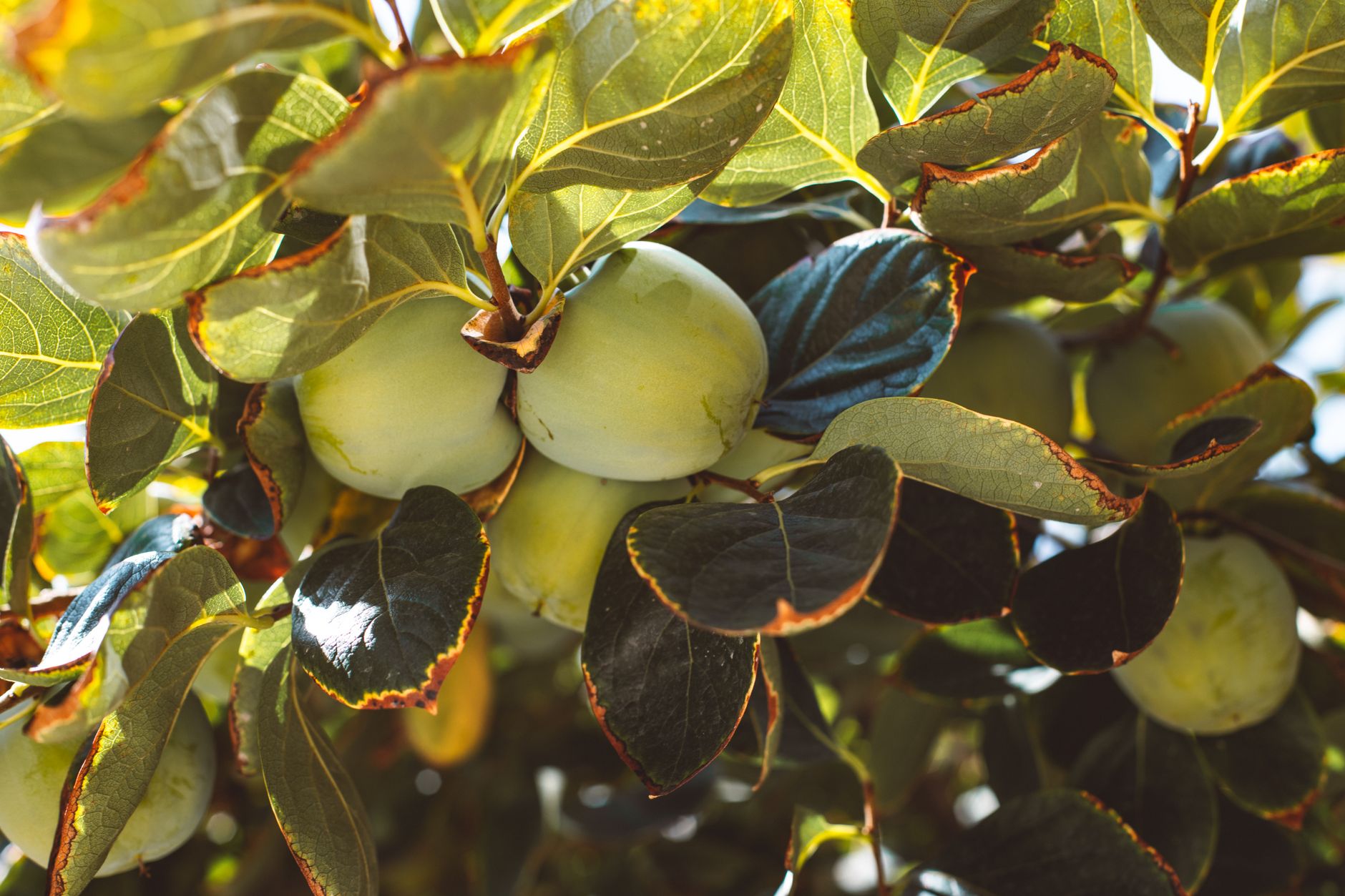 Persimmon Raises Guidance Amid Market Challenges