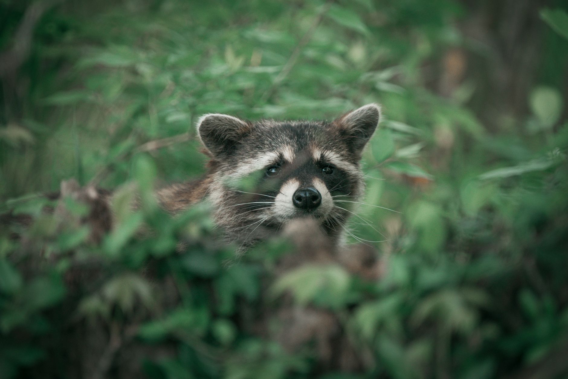 Helping Wildlife in Your Own Backyard