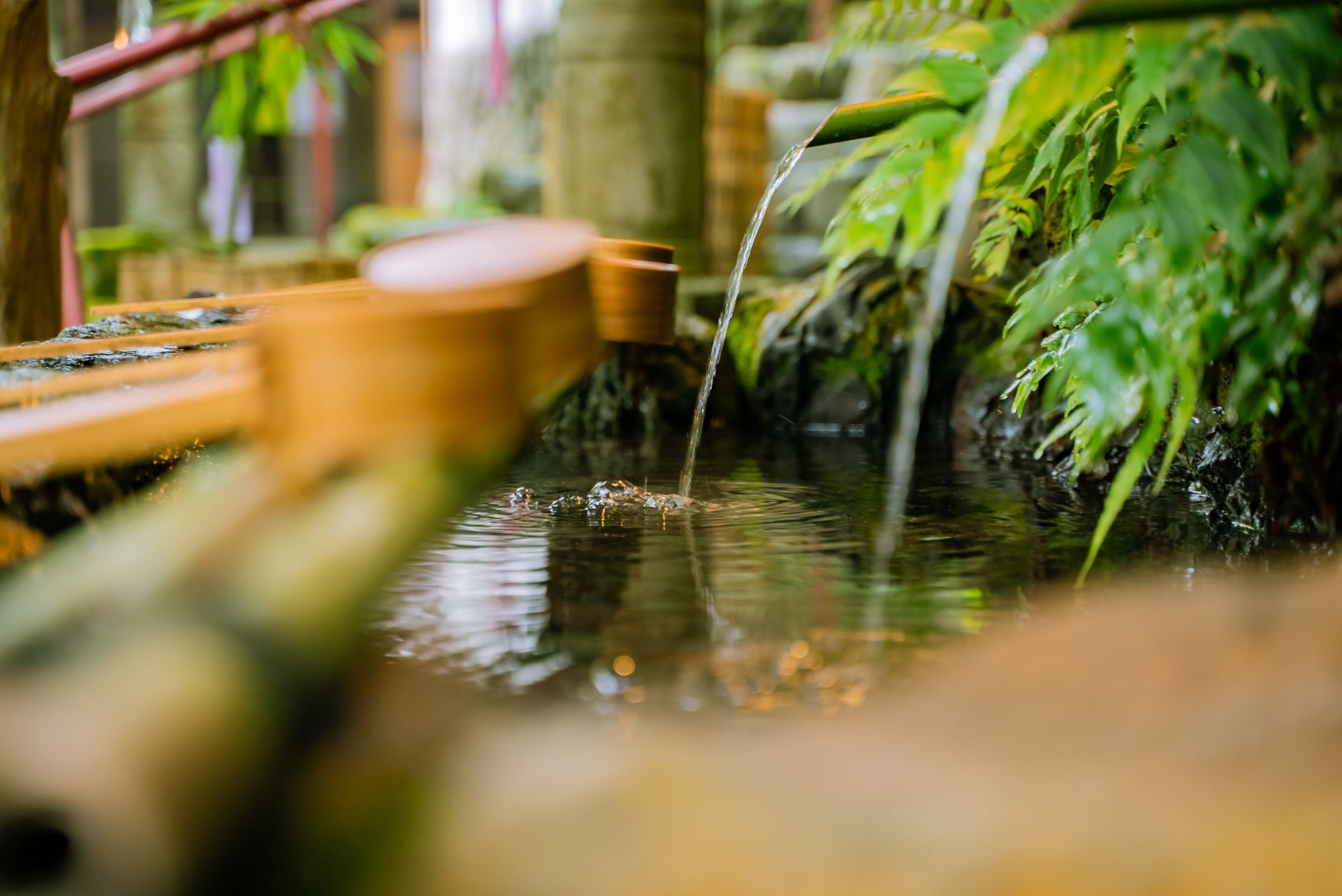 Garden Water Features Get Wildlife Friendly Makeover