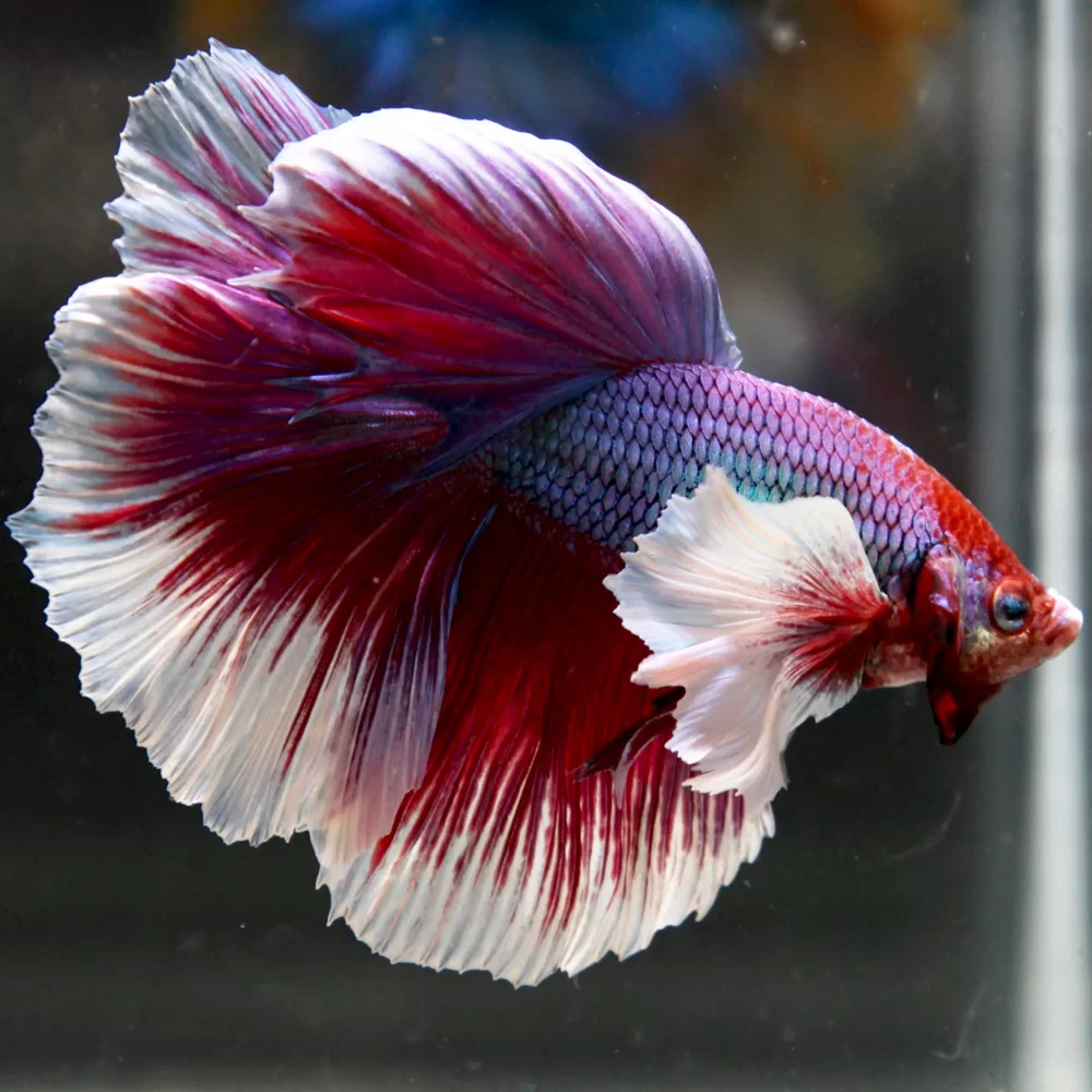 Dumbo Ear Betta: A Complete Guide