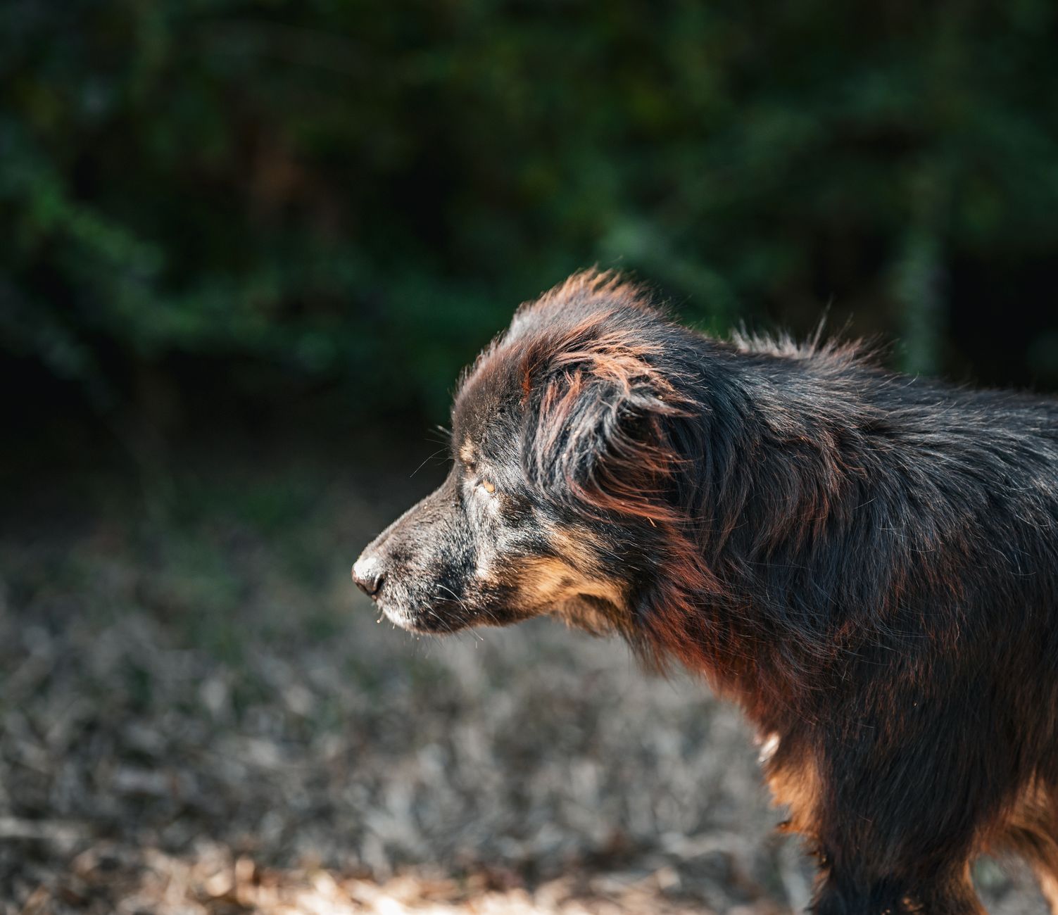5 Proven Ways to Calm Your Anxious Dog