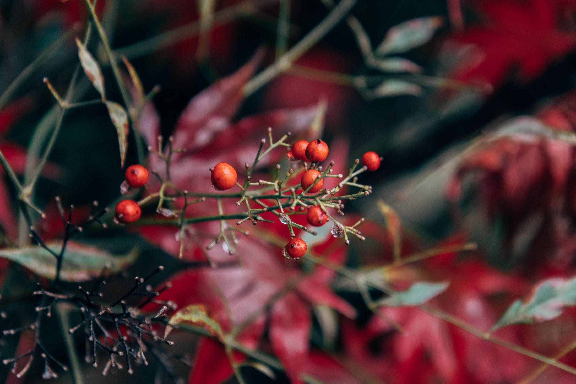 Nandina explores new use for recycled carbon