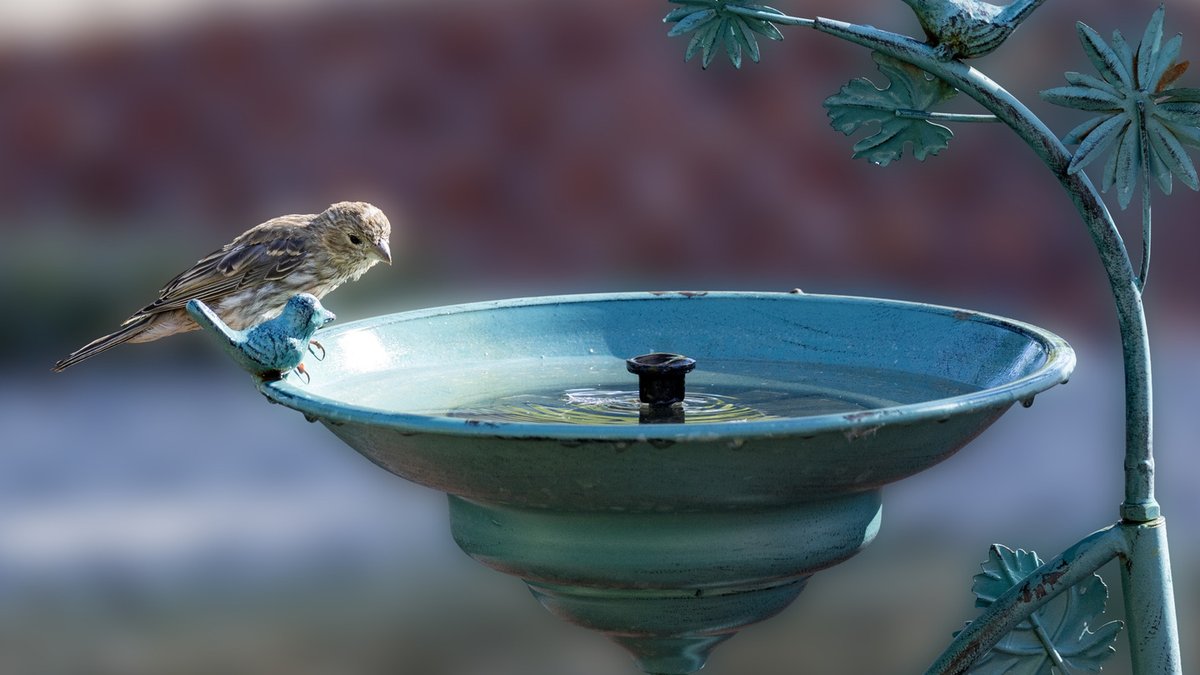 DIY Bird Bath Made From Household Items DIY Bird Bath Made From Household Items - diy bird bath