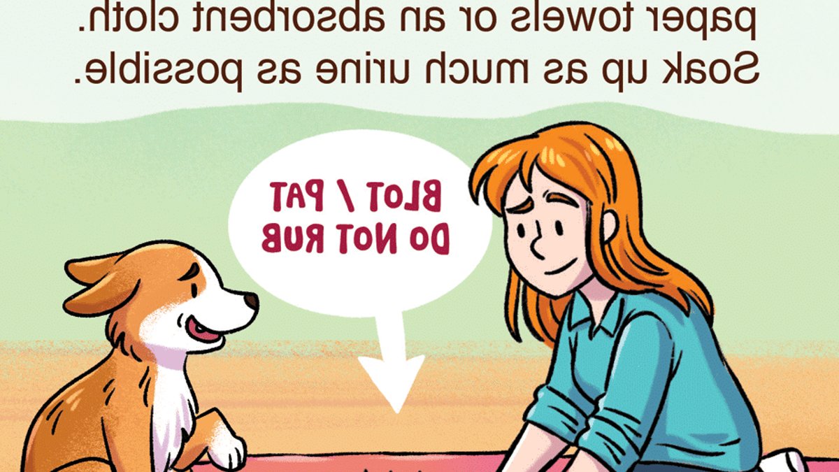 How to Remove Dog Urine From Carpet - dog urine removal