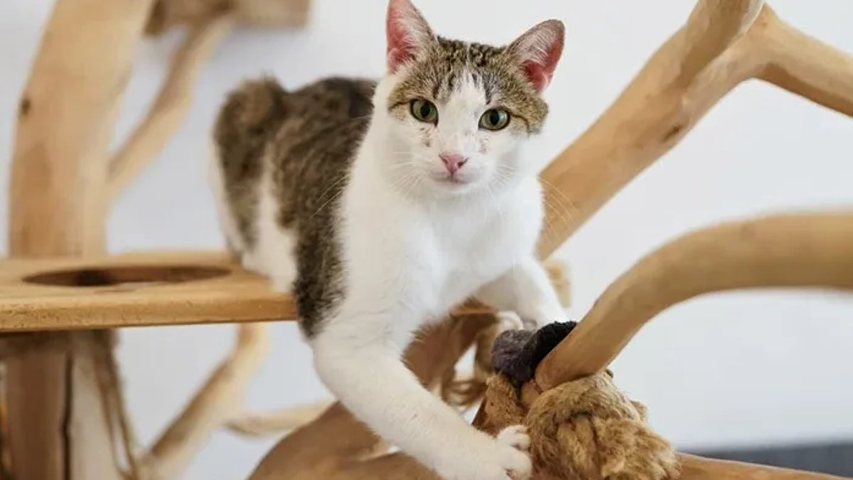 Keeping Indoor Cats Physically Active at Home - indoor cats