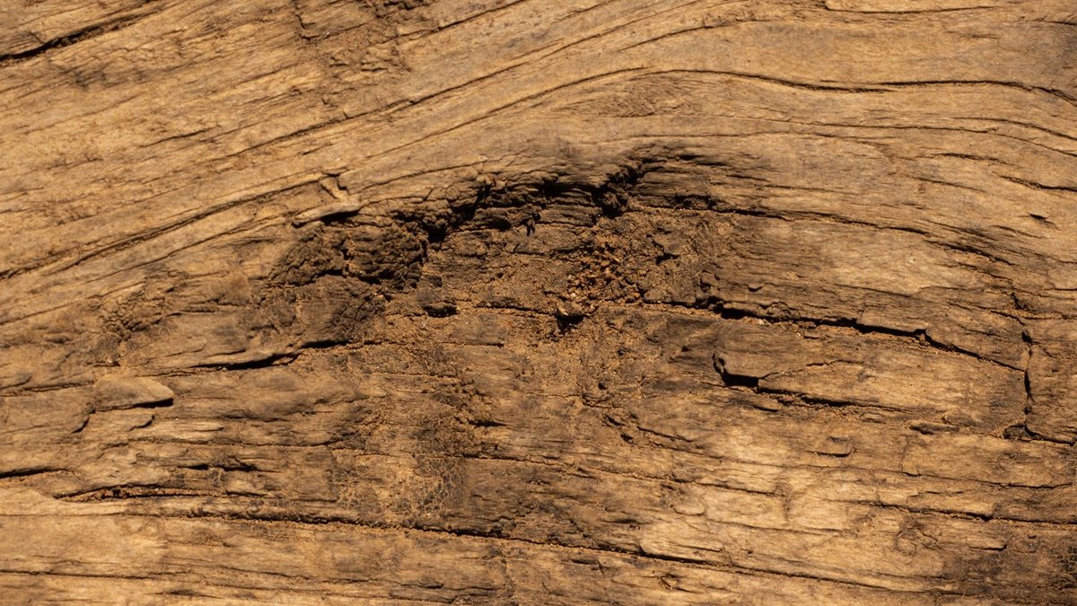 Detailed close-up of natural wood texture showing intricate patterns and knots, perfect for backgrounds.