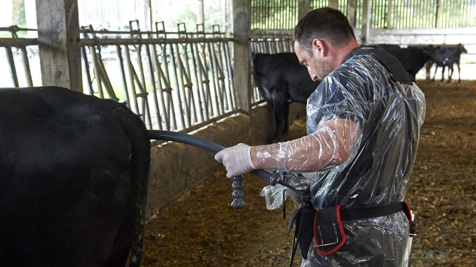 Agriculture : l'impact durable des fortes chaleurs sur la reproduction bovine