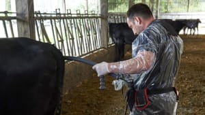Agriculture : l'impact durable des fortes chaleurs sur la reproduction bovine