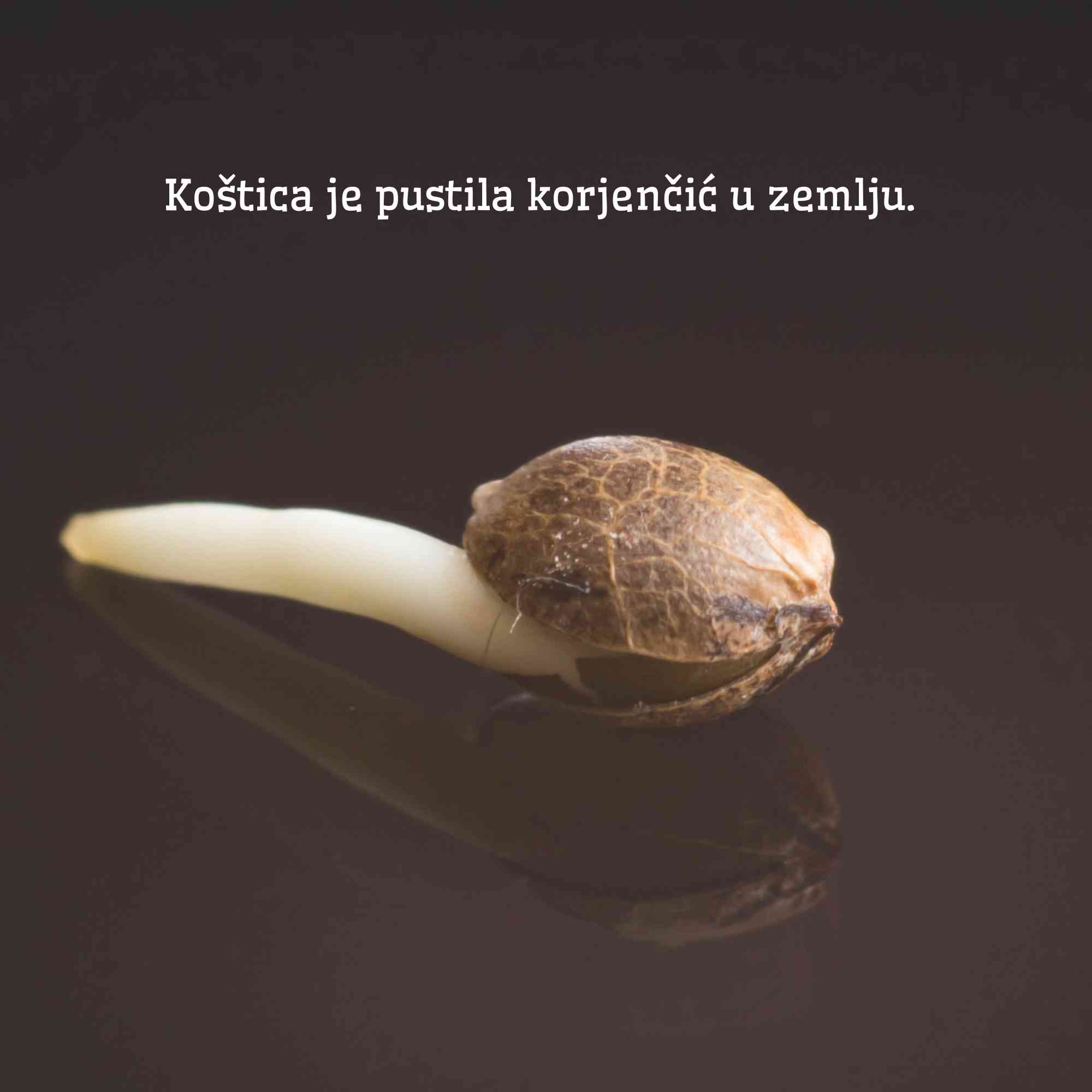 Putovanje jedne koštice — slika 3