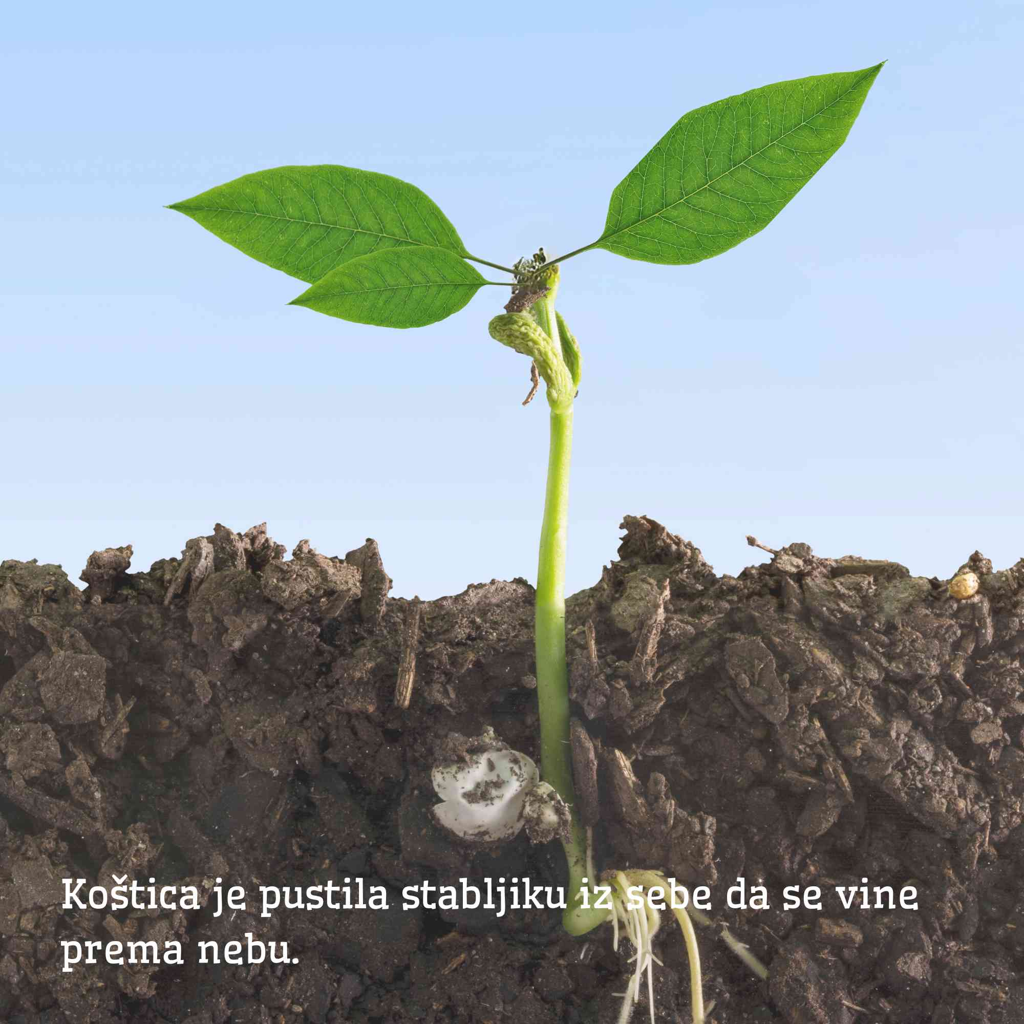 Putovanje jedne koštice — slika 4