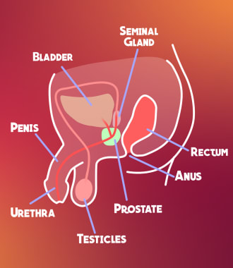 prostate diagramm