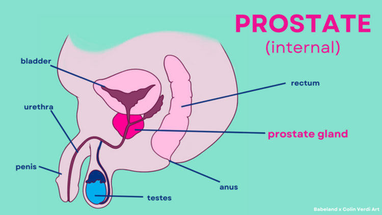 prostate