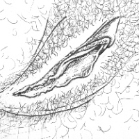 Female Anatomy, Women Anatomy, Sexual Health And Anatomy | Good Vibrations