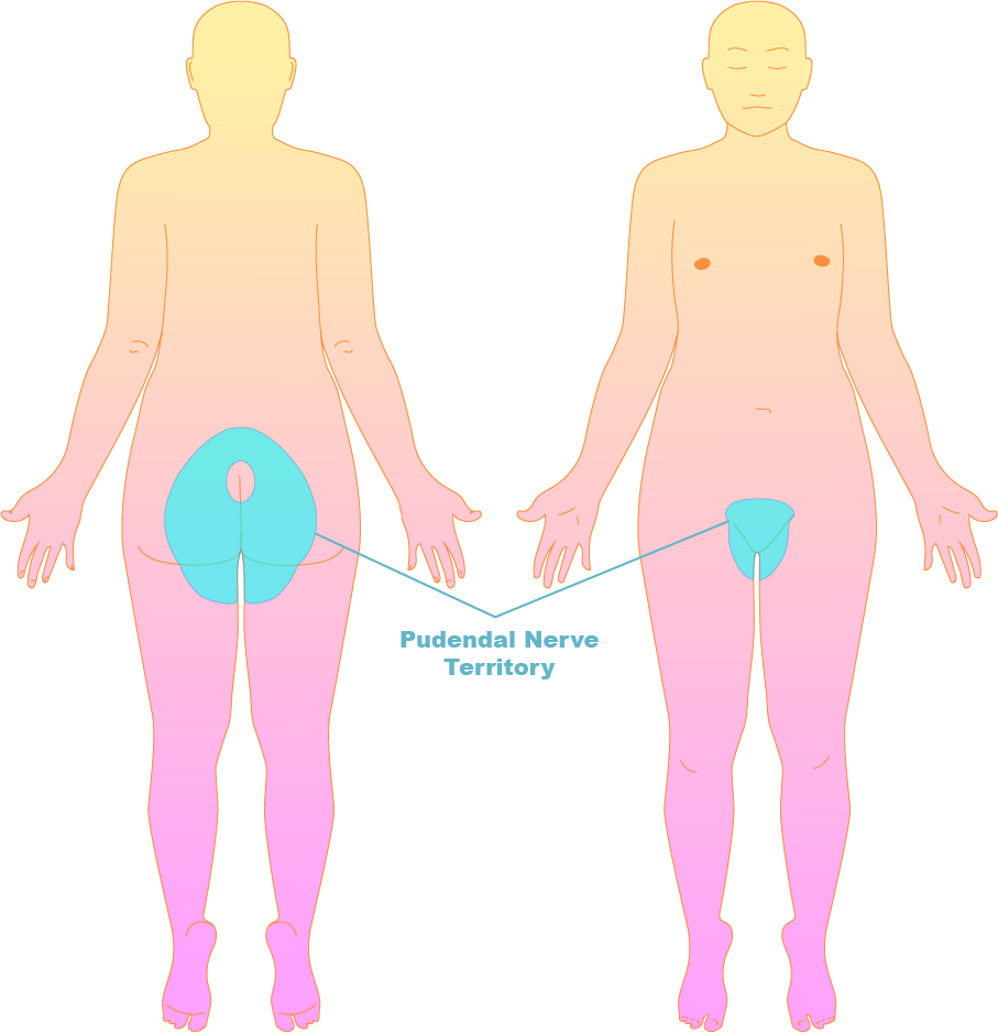 The Pudendal Nerve