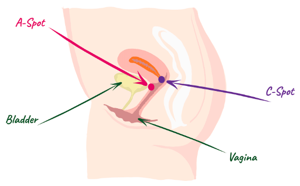 Illustration showing a cross-section of female anatomy with the A-Spot and C-Spot labeled