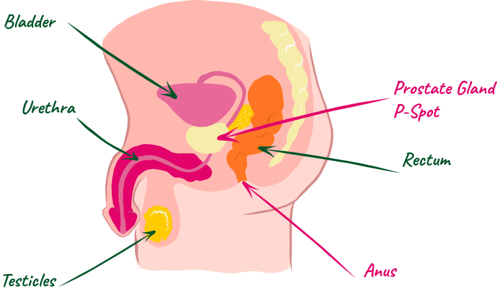 Diagram of male pelvic anatomy highlighting