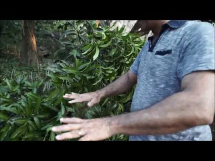  Thousands attacked a spiritual guru. How did audience help?