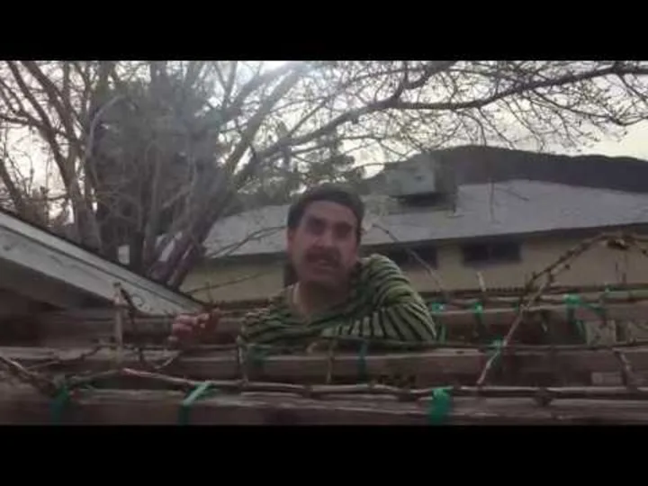  How to prune grape vines Arbor Pruning