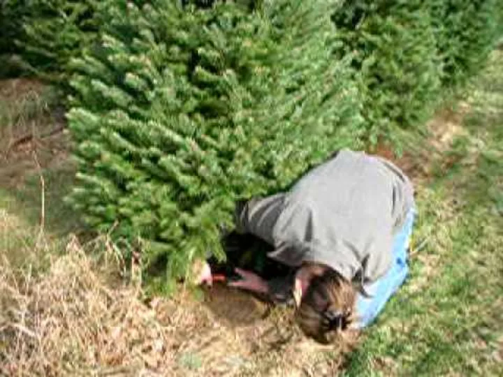  The Christmas Tree Axe-Saw