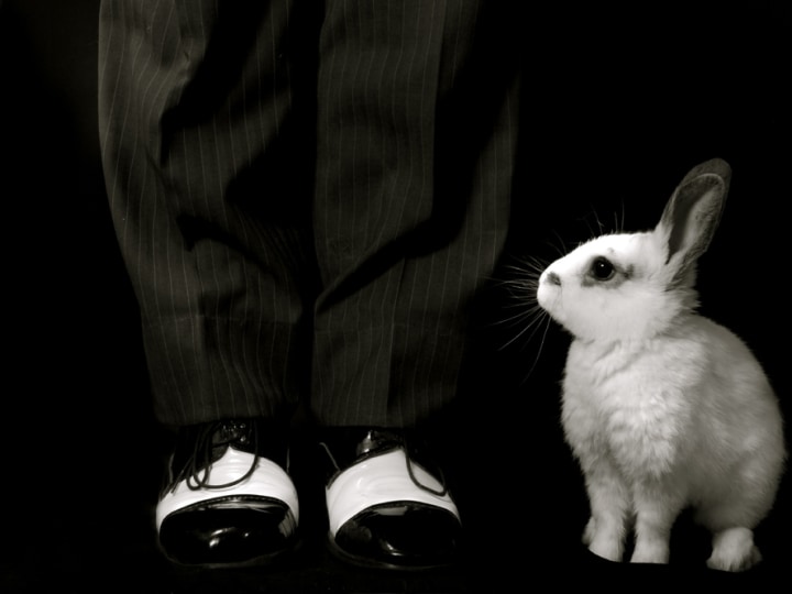 Magic Legs Rabbit