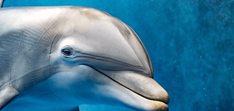 Top 10 Animals You Didn’t Know Were Dangerous