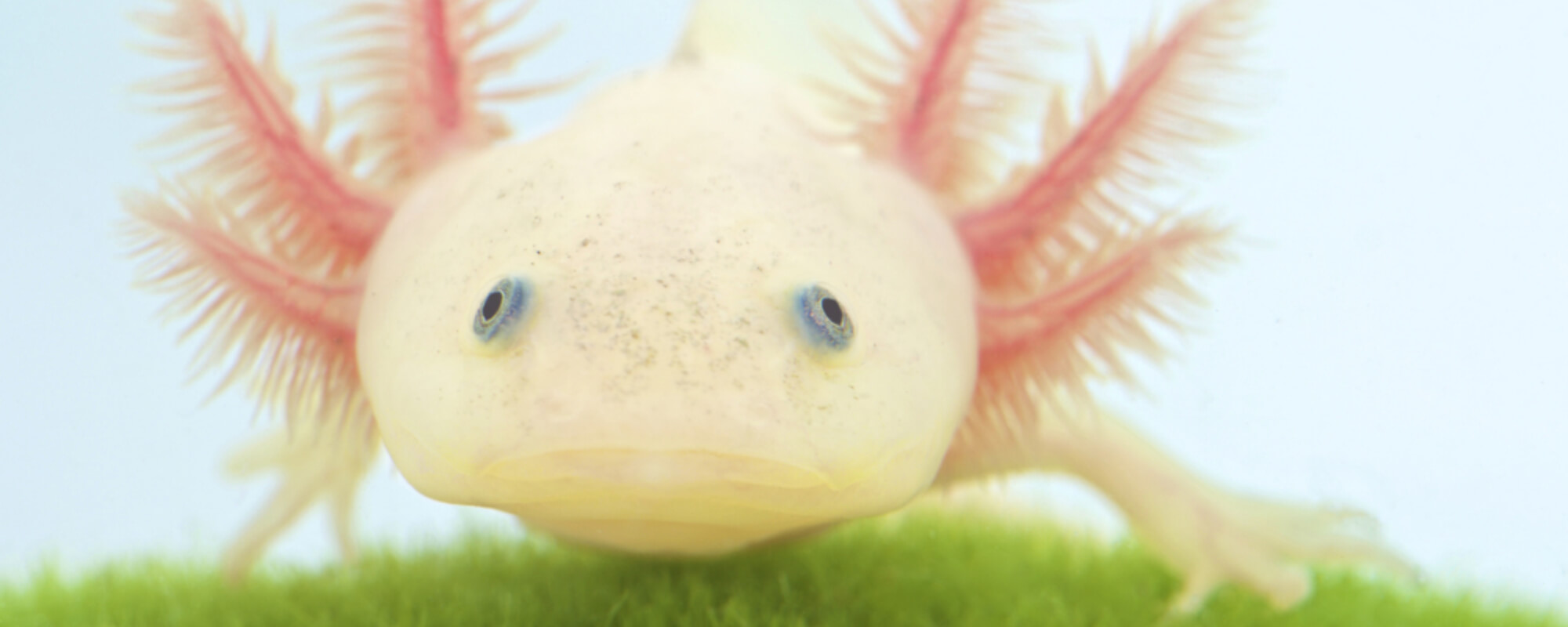 Top 10 Weirdest-Looking Animals