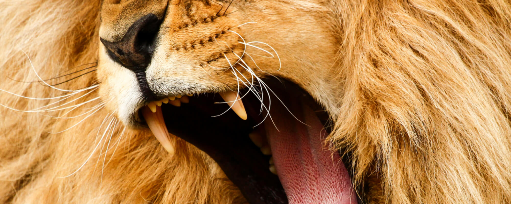 10 Animals With The Most Powerful Bite
